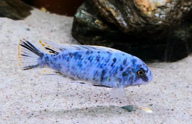Labeotropheus fuelleborni 'Nkanda'
